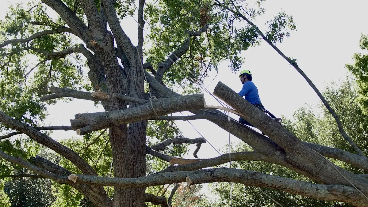 Professional Crown Thinning performed by certified arborists in Luck