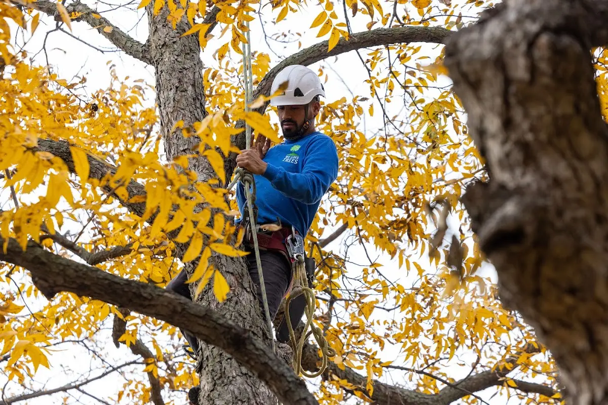 Skilled Tree Trimming crew working in Luck