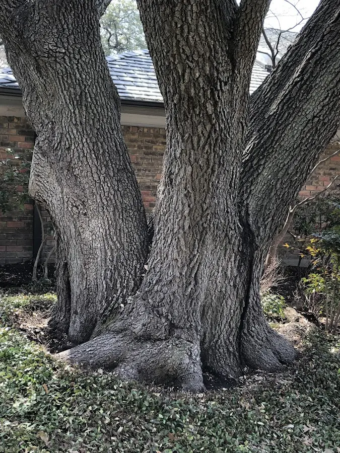 Mature heritage tree close to a Luck property cared for by certified arborists